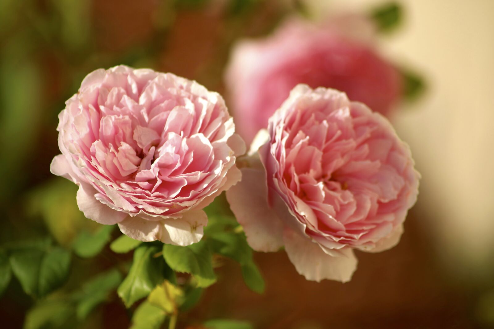 Canon EOS 750D (EOS Rebel T6i / EOS Kiss X8i) sample photo. Roses, pink, flowers photography