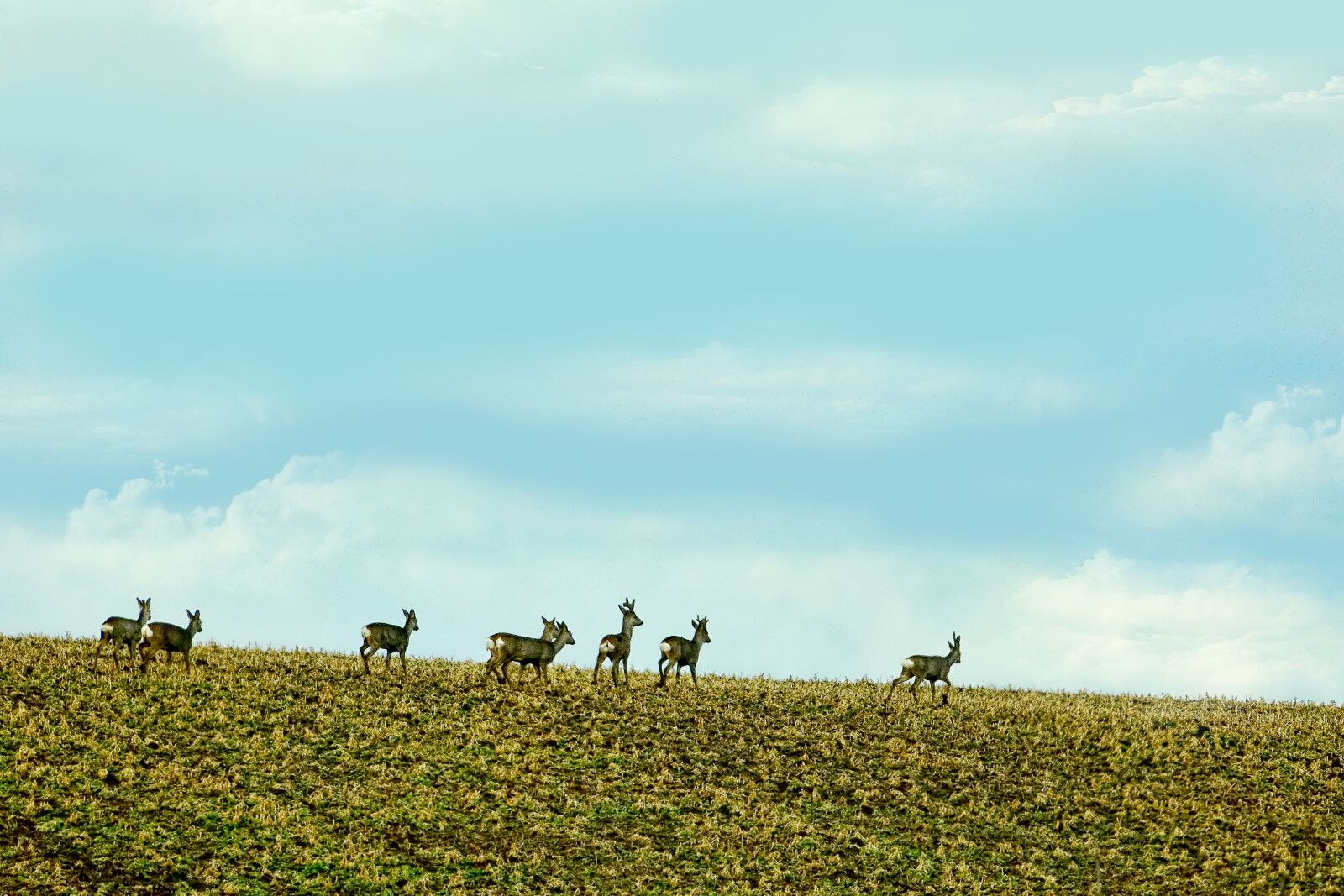 Sony Cyber-shot DSC-RX10 III sample photo. Agriculture, field, deer photography