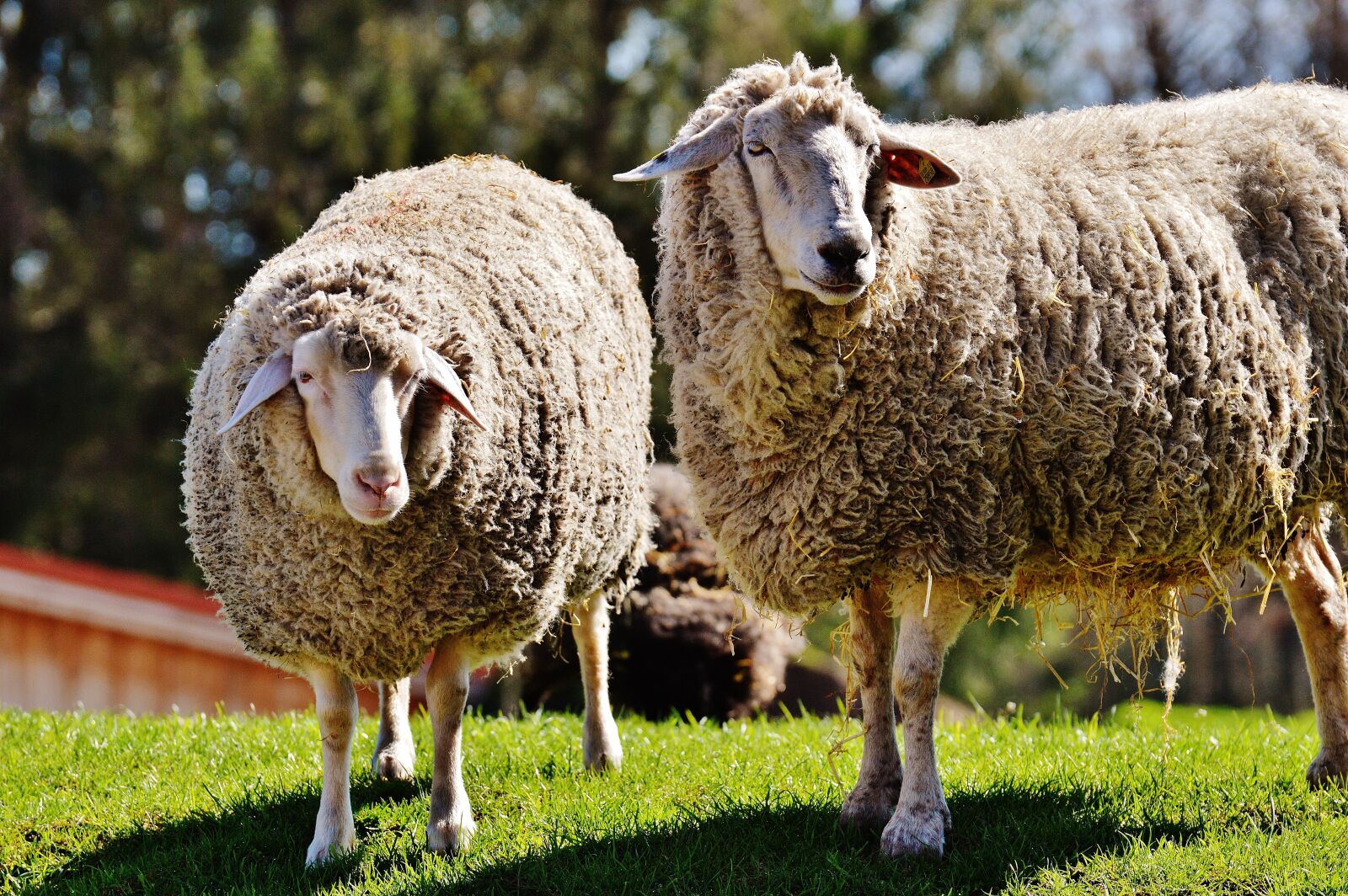 Nikon D3200 sample photo. Sheep, wool, animal photography