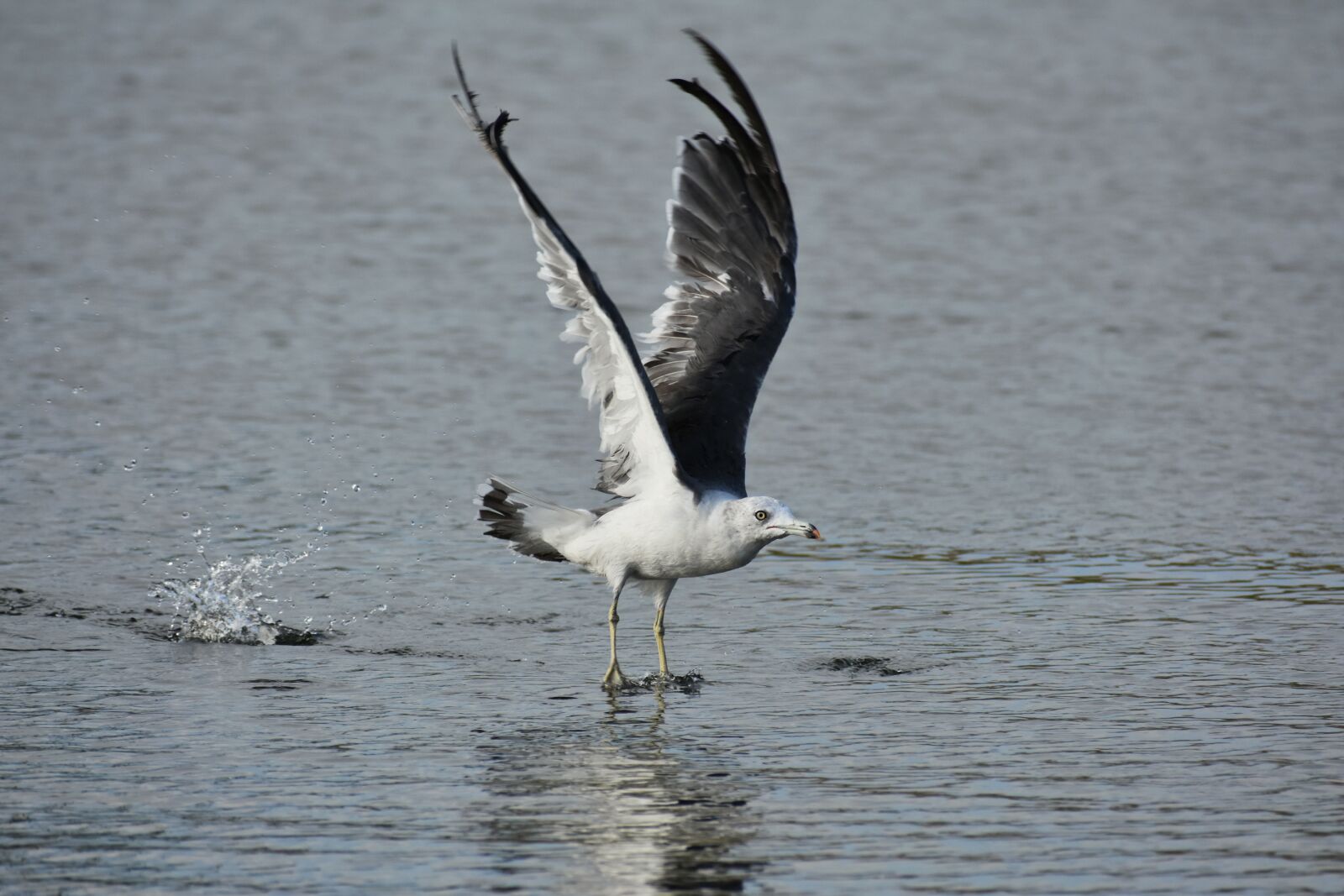 Nikon D7200 sample photo. Animal, sea, beach photography
