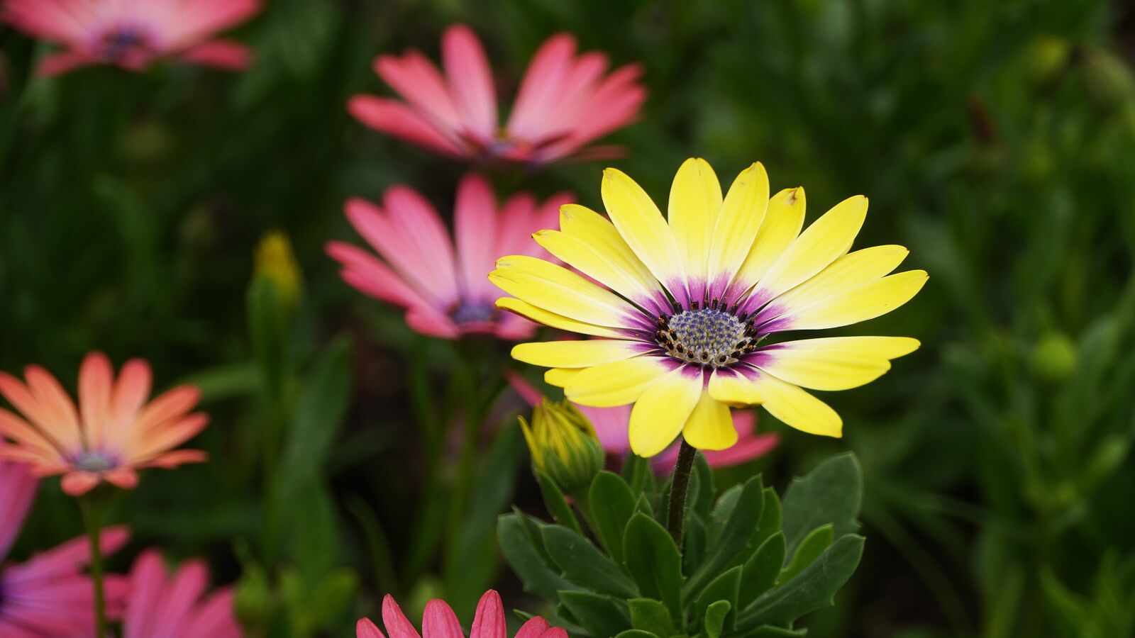 Panasonic Lumix DMC-GH3 sample photo. Flowers, this type, abstract photography