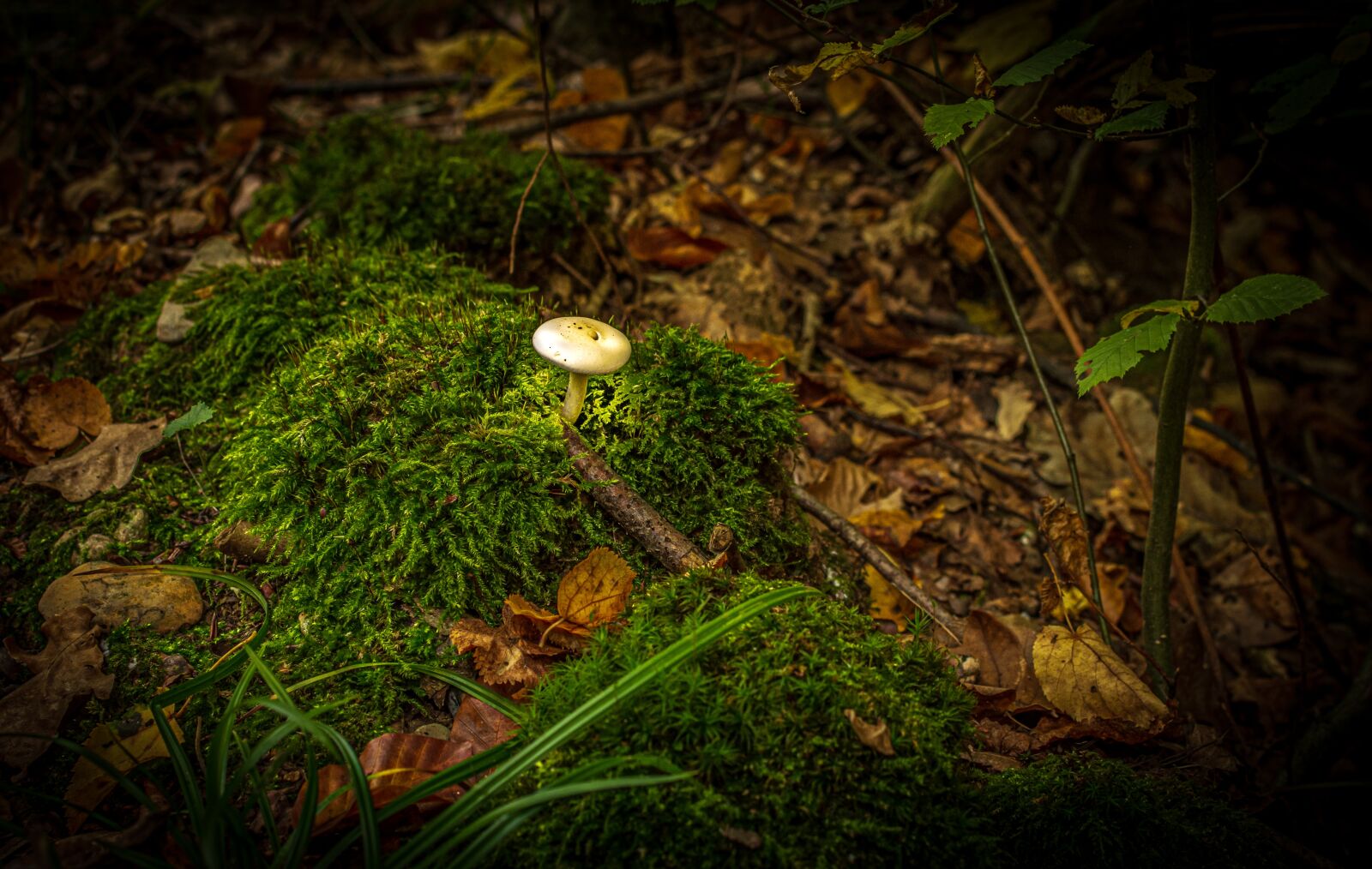 Nikon D7200 sample photo. Log, mushroom, forest mushrooms photography