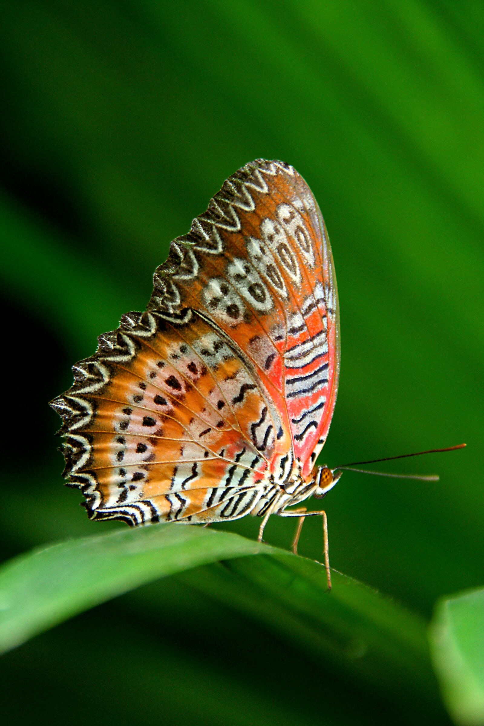 Canon EOS 350D (EOS Digital Rebel XT / EOS Kiss Digital N) sample photo. Butterfly, nature, summer photography