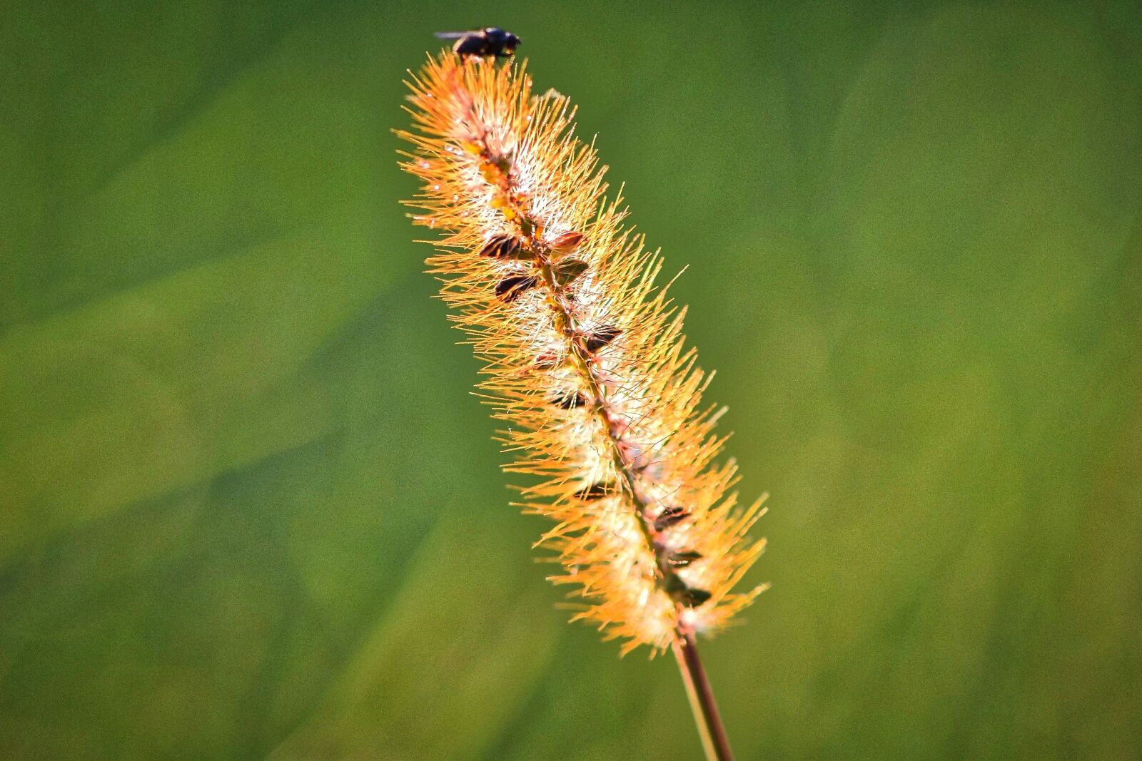 Nikon D5300 sample photo. Autumn, grass, grasses photography