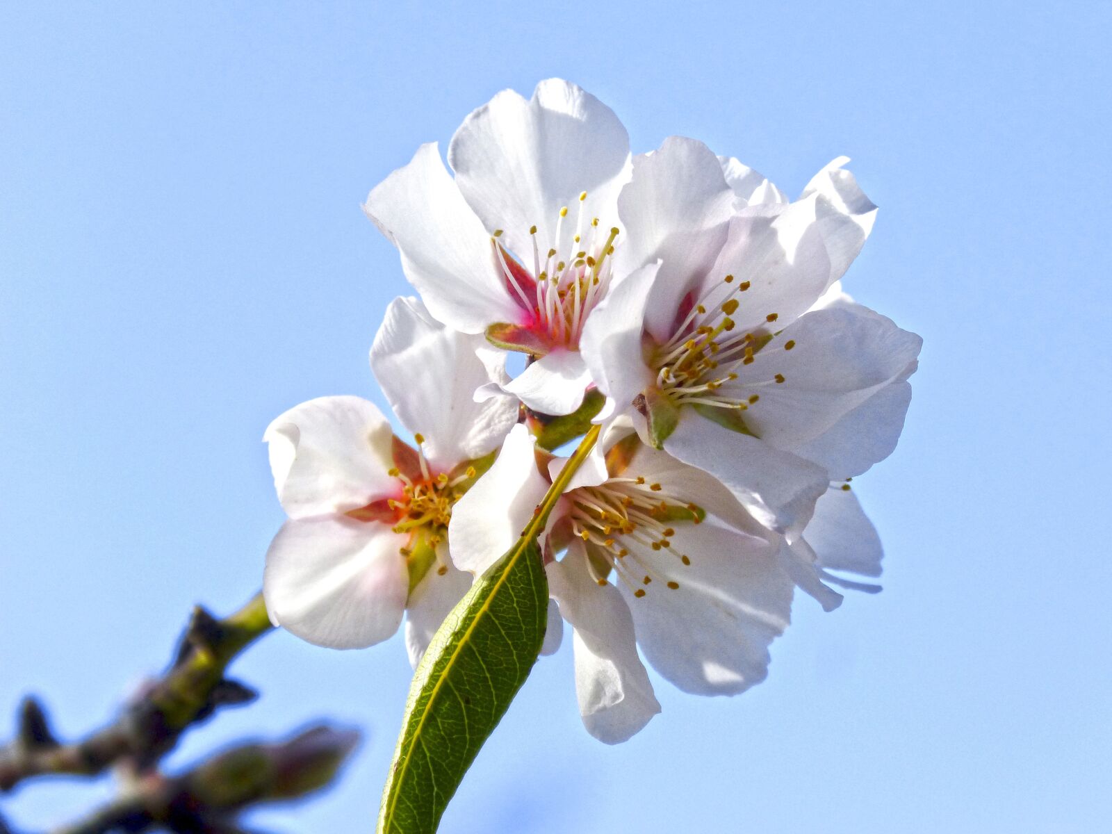 Panasonic DMC-FZ62 sample photo. Almond flower, almond tree photography