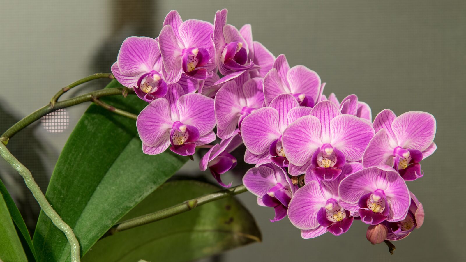 Nikon D850 sample photo. Phalaenopsis, orchid, flower photography