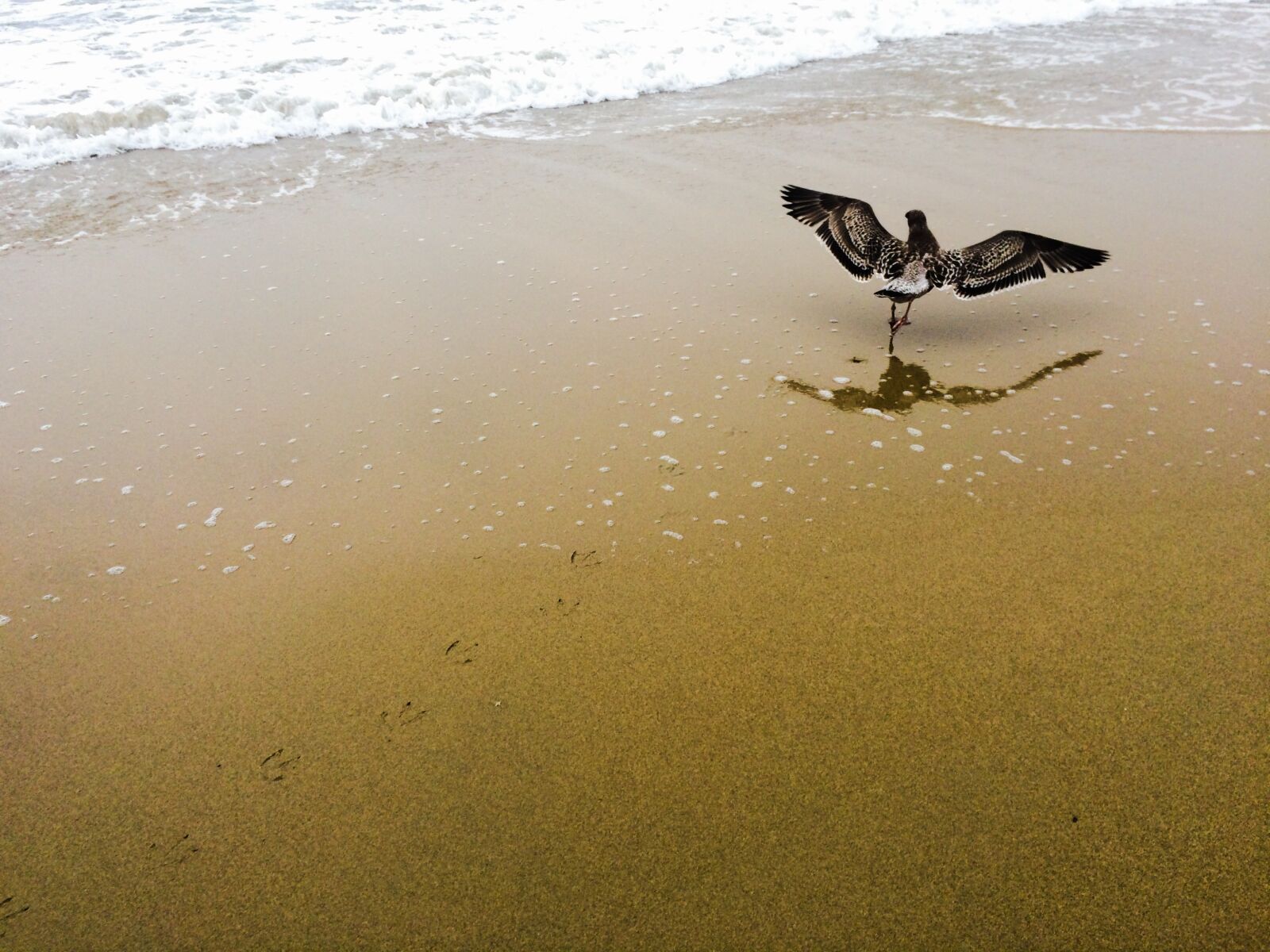 iPhone 5s back camera 4.15mm f/2.2 sample photo. Bird, ocean, sand photography