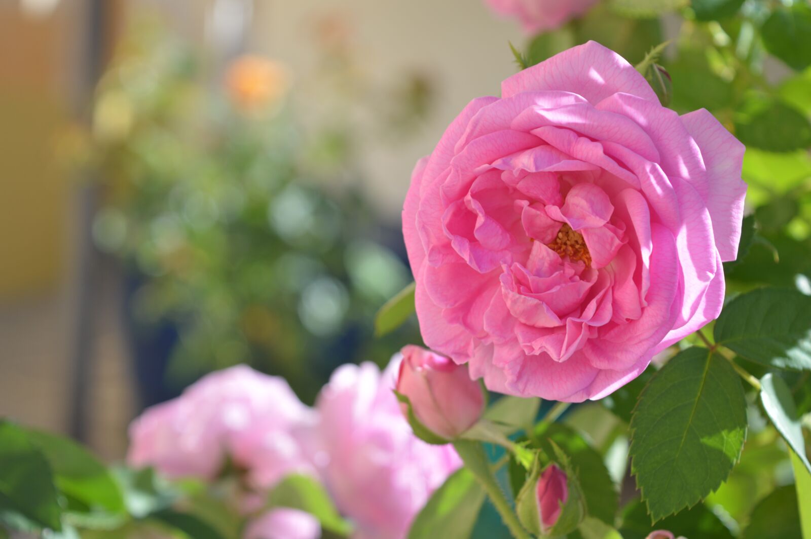 Nikon D3200 sample photo. Flower, rosa, background photography