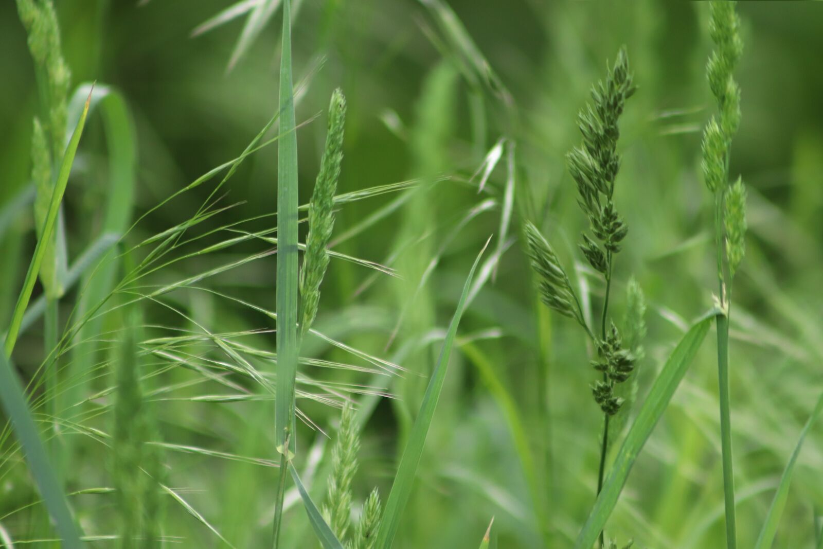 Canon EOS 800D (EOS Rebel T7i / EOS Kiss X9i) sample photo. Grass, blade of grass photography