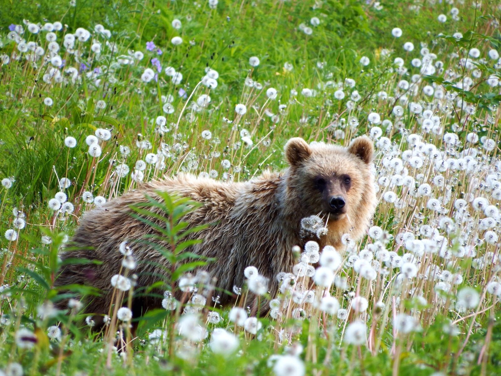 Fujifilm FinePix S1 sample photo. Brown bear, predator, wild photography