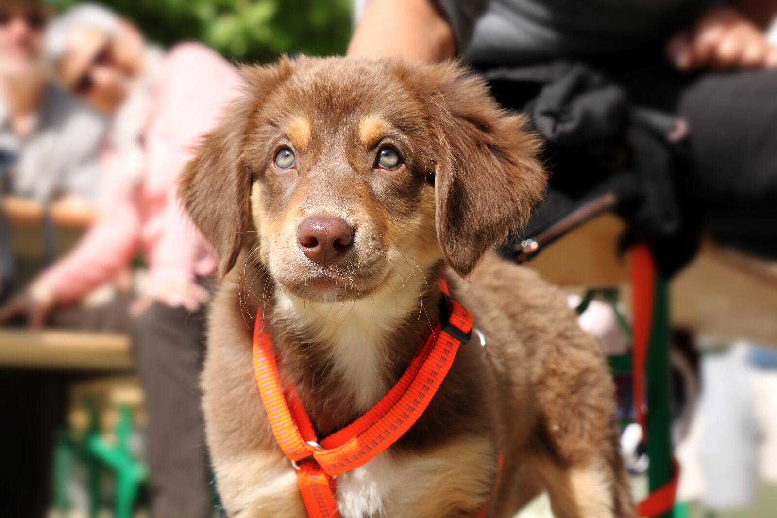 Canon EOS 500D (EOS Rebel T1i / EOS Kiss X3) sample photo. Dog, puppy, snout photography