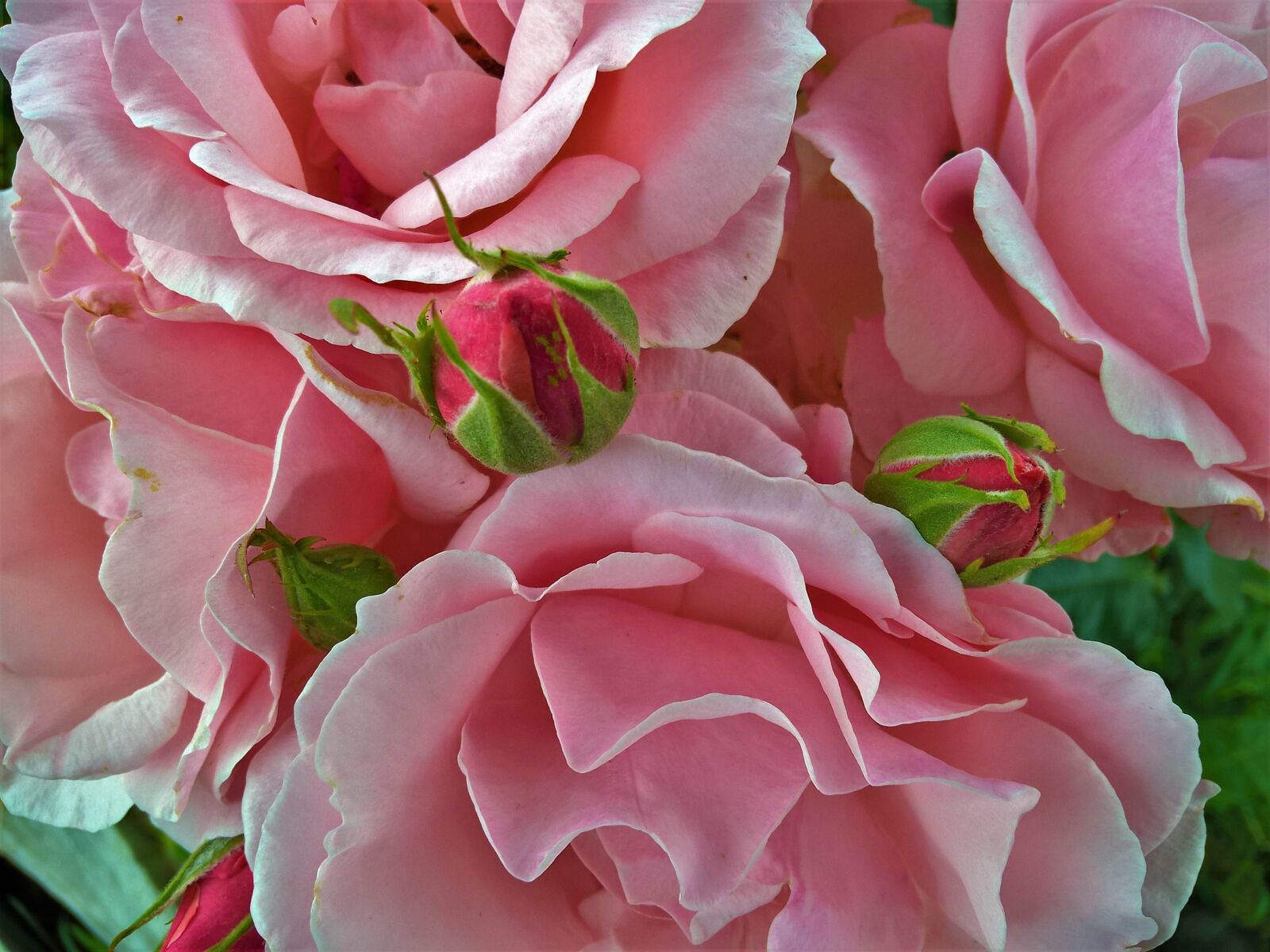 Microsoft Lumia 640 LTE sample photo. Flower, rose, floral photography