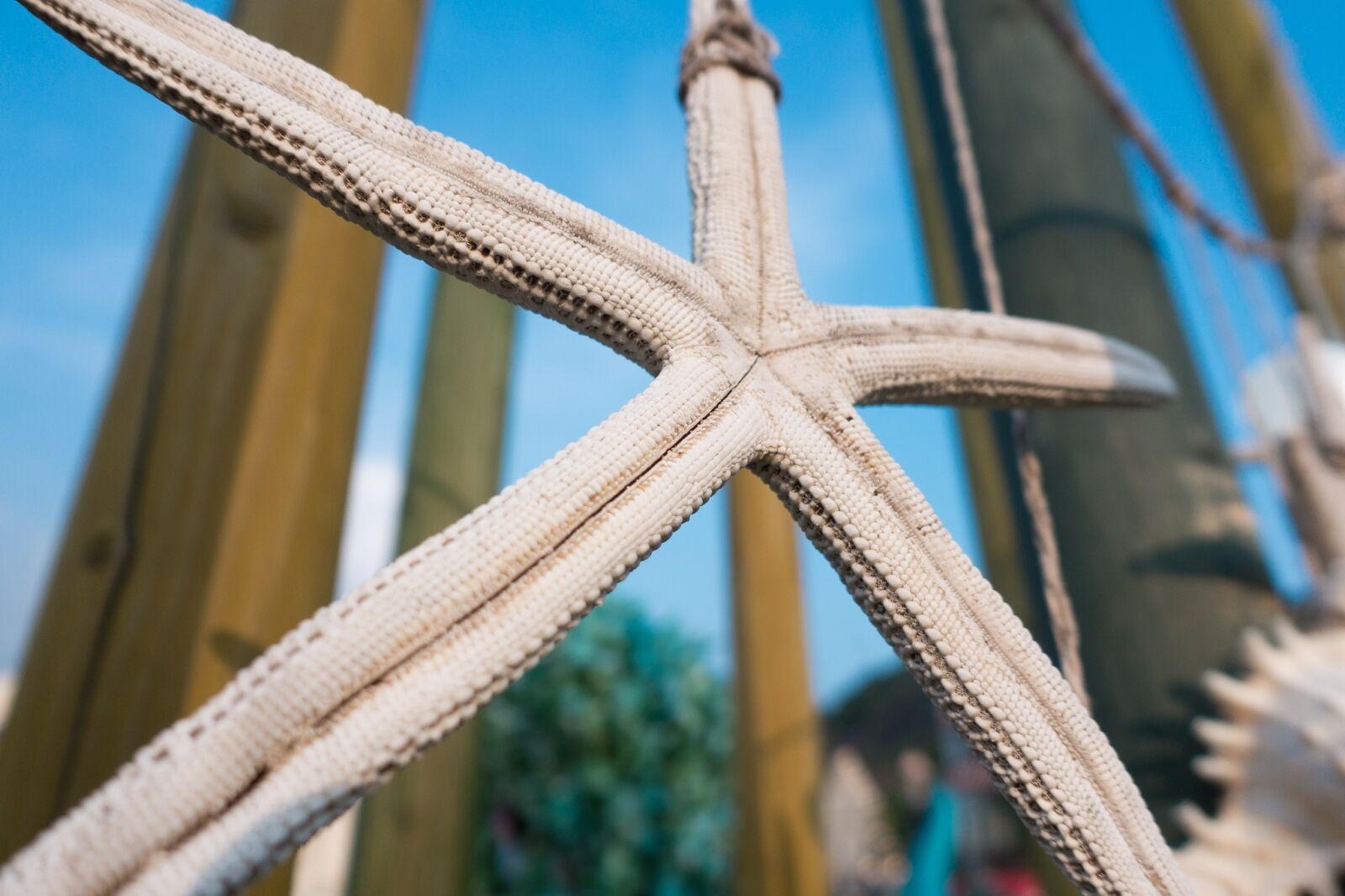 Sony Cyber-shot DSC-RX100 III sample photo. Starfish, sky, blue photography