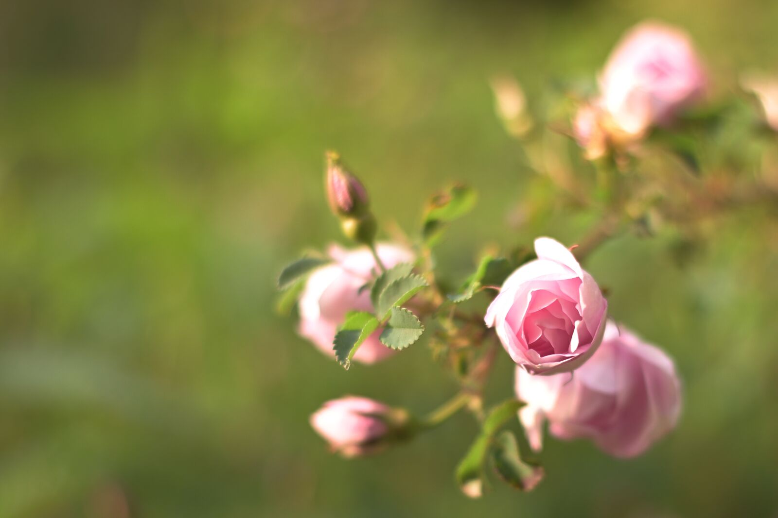 Nikon D5600 sample photo. Rose, blossom, bloom photography