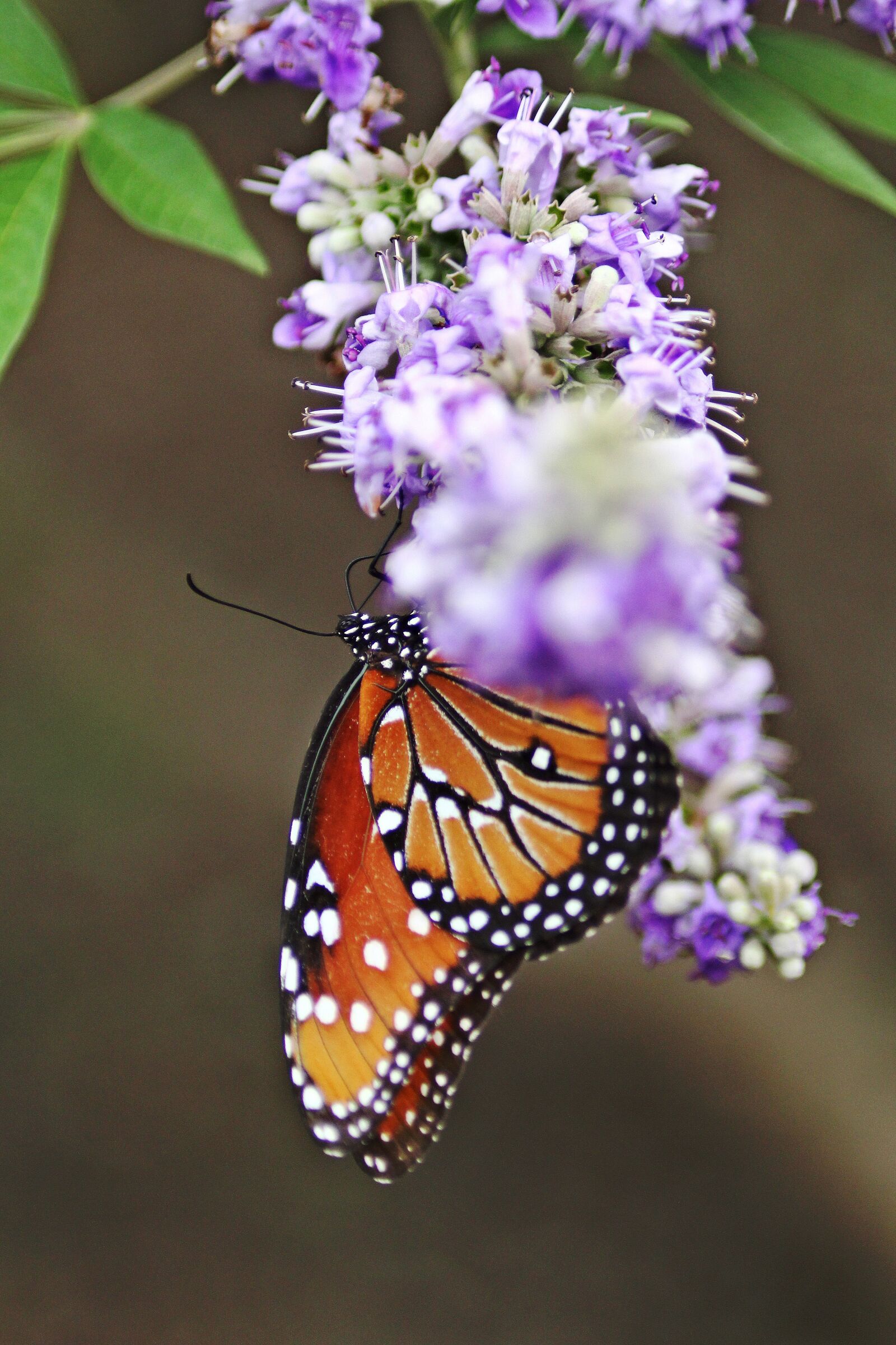 Canon EOS 60D + Canon EF 50mm F2.5 Macro sample photo. Monarch butterfly, flower with photography