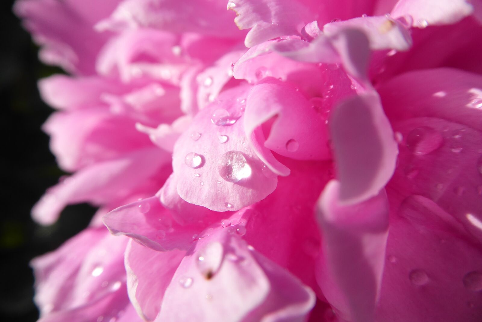 Panasonic Lumix DMC-ZS50 (Lumix DMC-TZ70) sample photo. Peony, a drop of photography