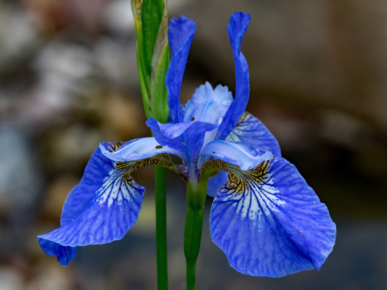 Nikon D5300 sample photo. Orchid, flowers, blue photography