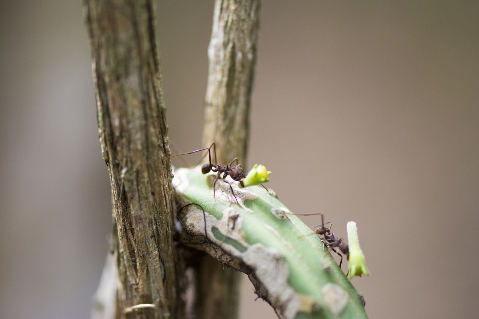 Nikon D7100 sample photo. Ant street, macro, ant photography