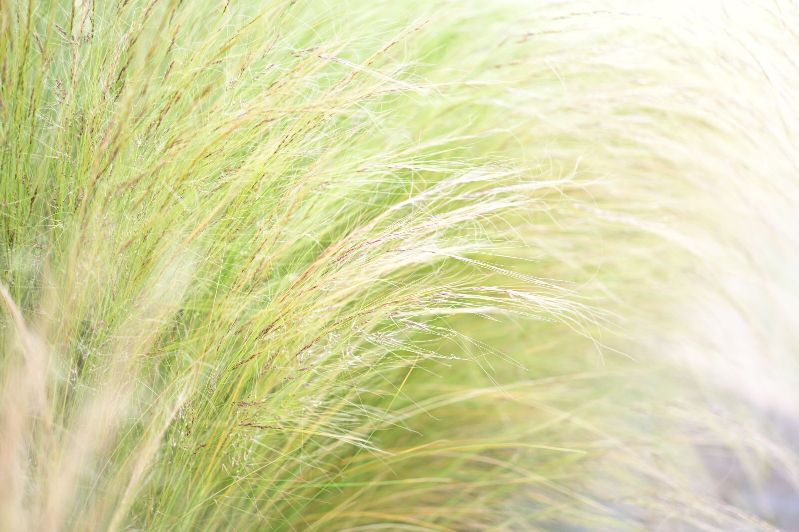 Nikon Z6 sample photo. Grass, meadow, grasses photography