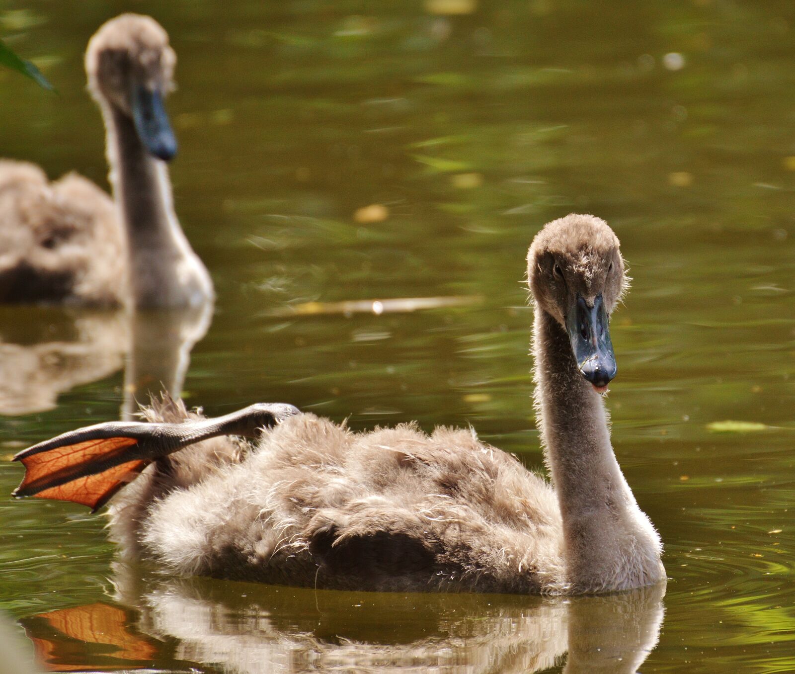 Nikon D3200 sample photo. Swan, young animal, bird photography