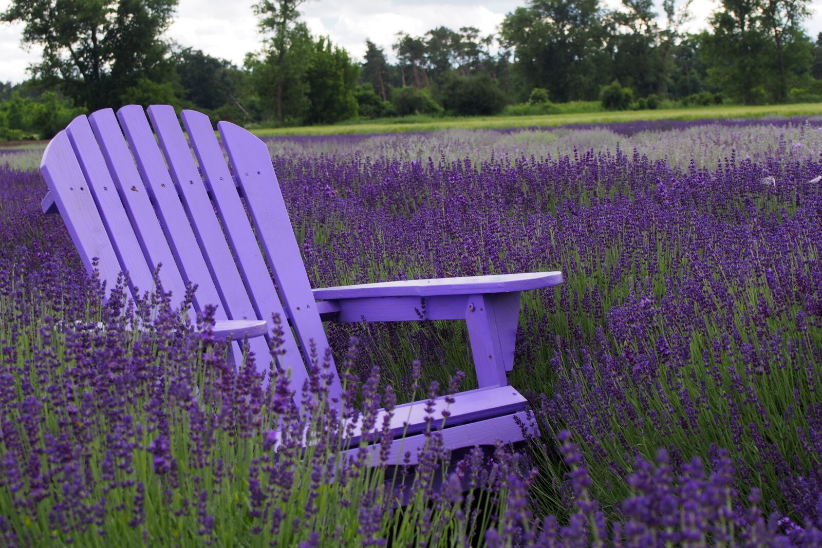 Olympus PEN E-PL6 sample photo. Purple, lavender, slovakia photography