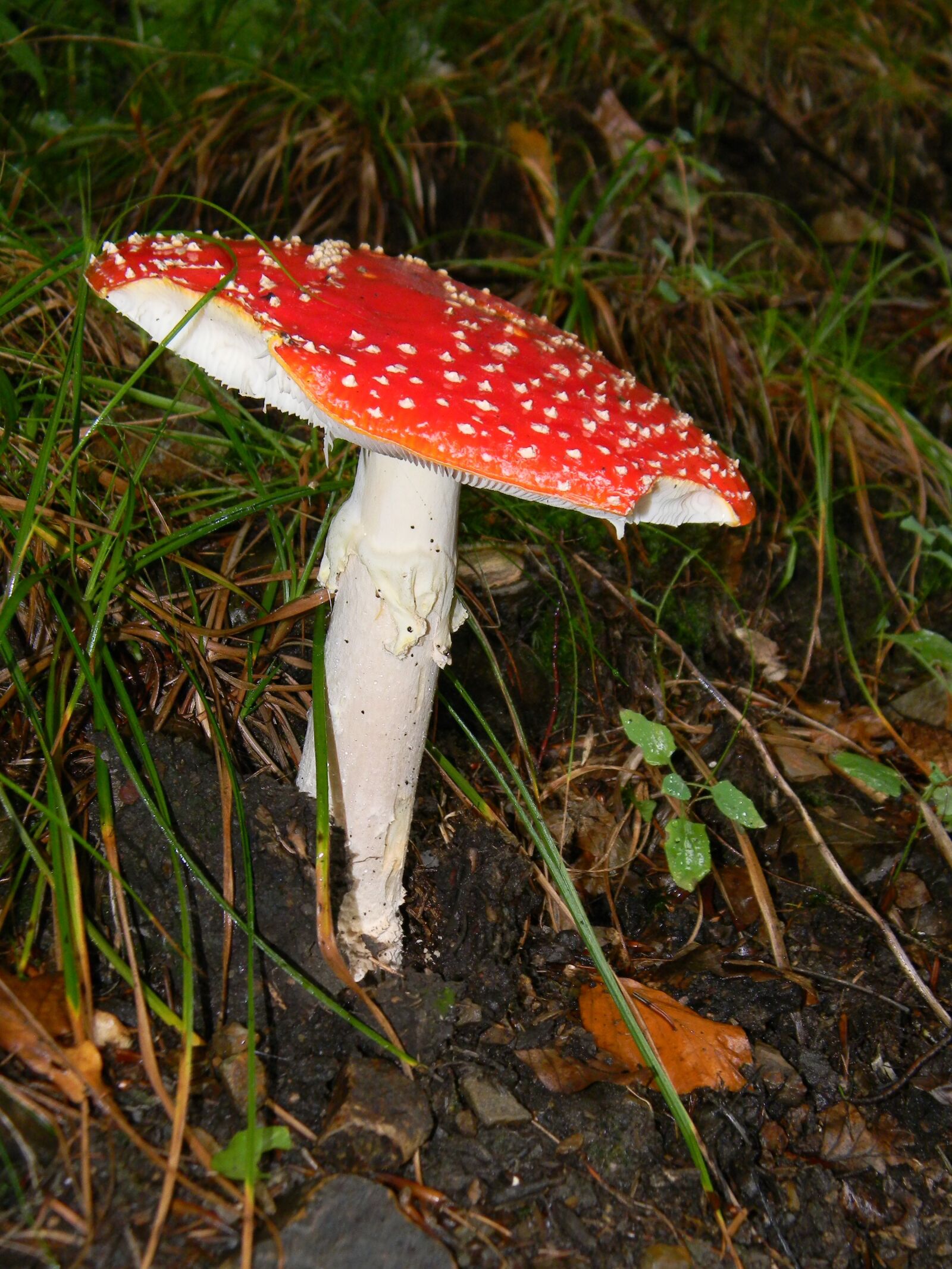 Nikon Coolpix L110 sample photo. Fly agaric red, forest photography