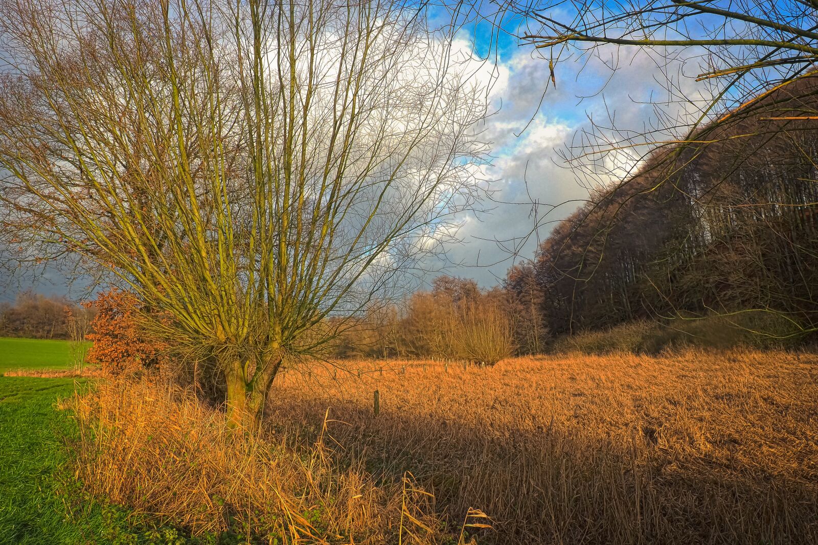 Olympus OM-D E-M10 sample photo. Trees, nature, landscape photography