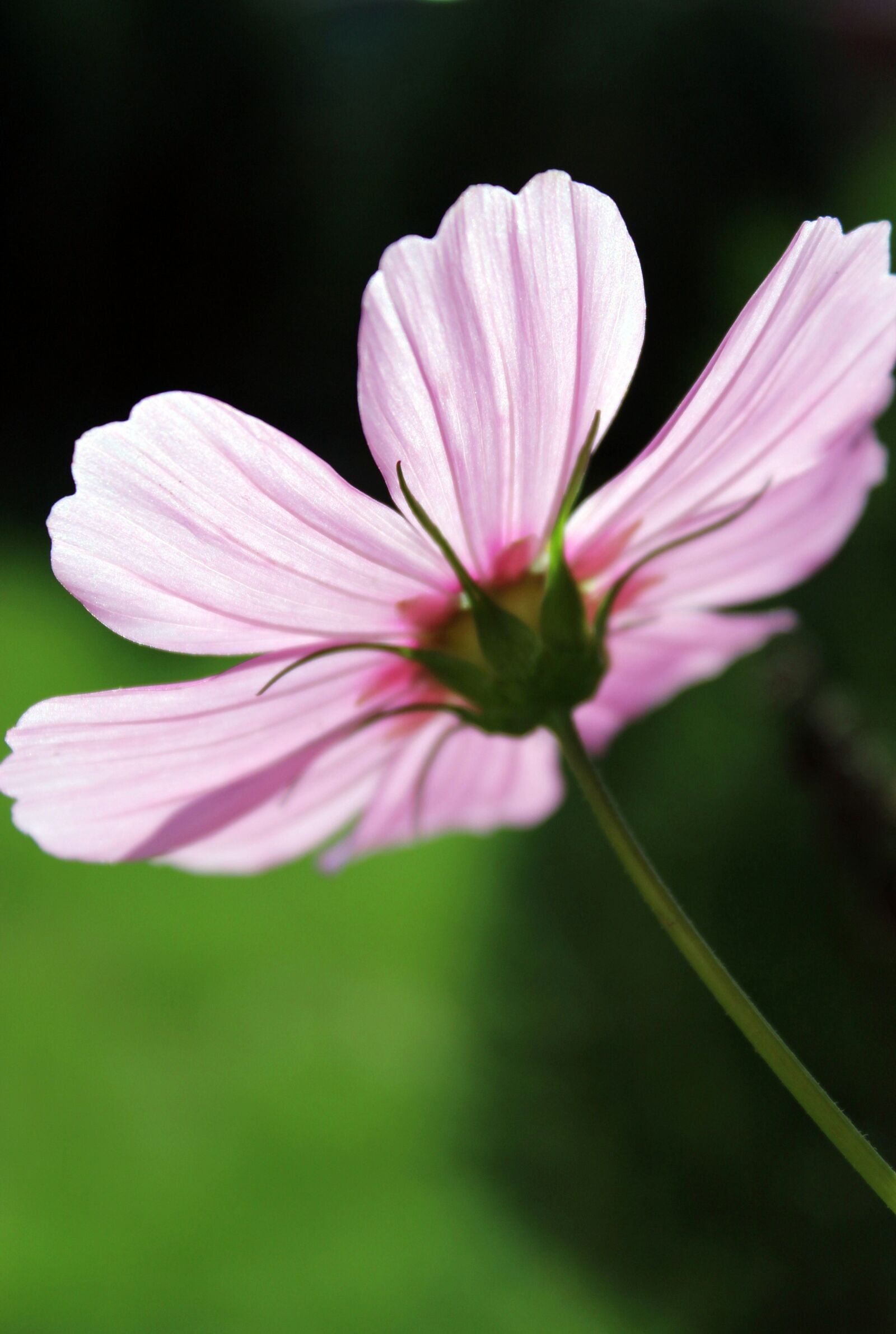 Canon EOS 1300D (EOS Rebel T6 / EOS Kiss X80) sample photo. Pink flower, flower against photography