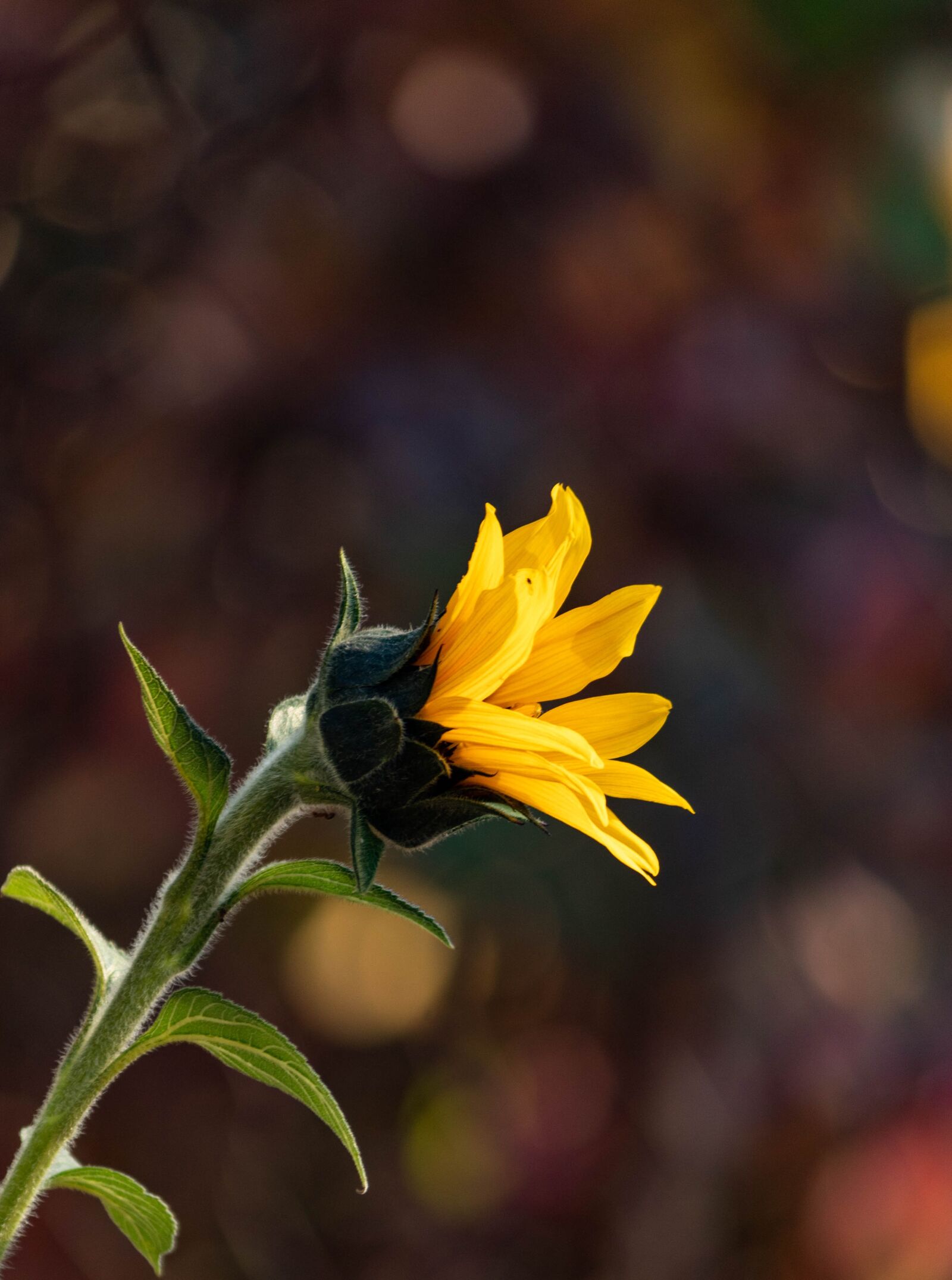 Canon EOS 1300D (EOS Rebel T6 / EOS Kiss X80) sample photo. Bokeh, sunflower, nature photography