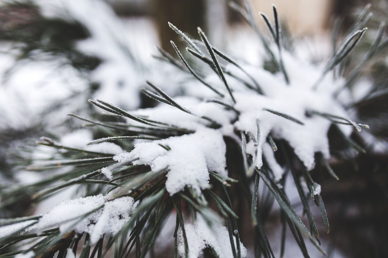 Canon EOS 6D + Sigma 35mm F1.4 DG HSM Art sample photo. Pine, tree, with, fresh photography