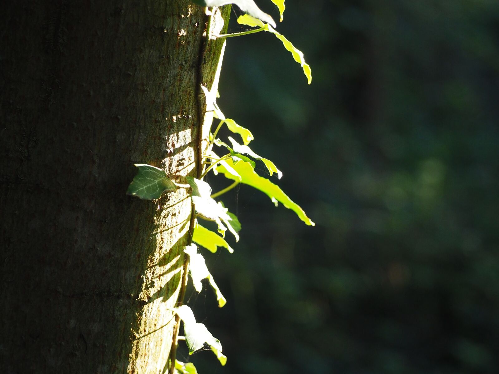 Olympus OM-D E-M10 sample photo. Log, ivy, tree photography
