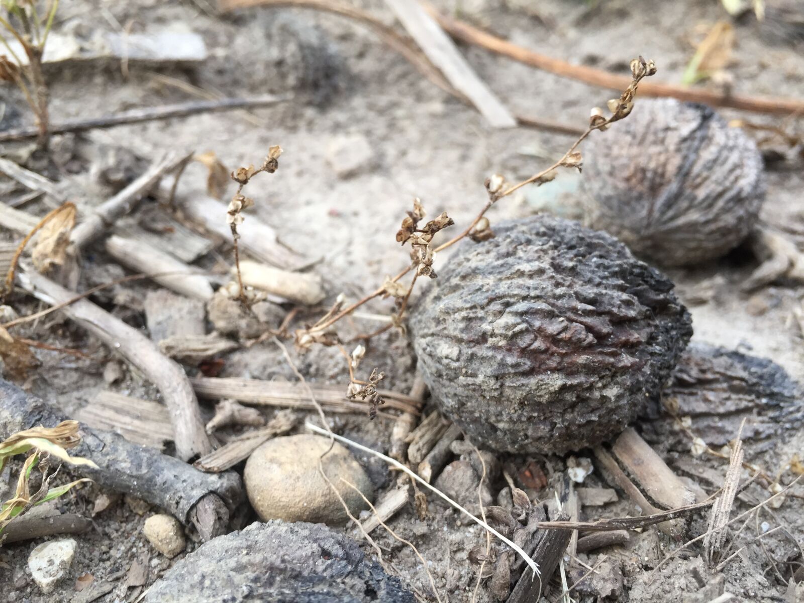 iPhone 6 back camera 4.15mm f/2.2 sample photo. Nut photography