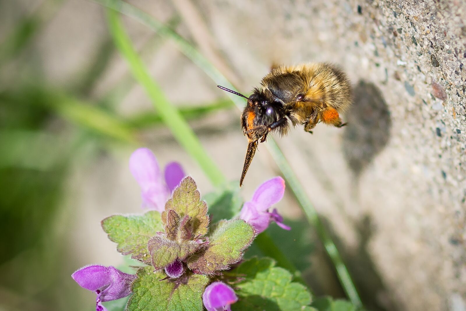 Nikon D7200 sample photo. Hummel, acker hummel, blossom photography
