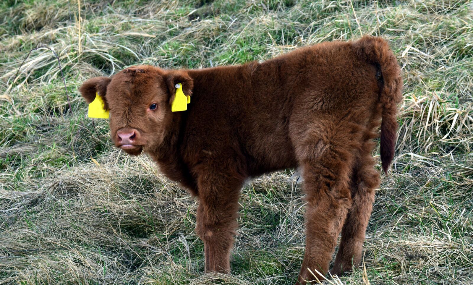 Nikon D3300 sample photo. Calf, galloway, beef photography