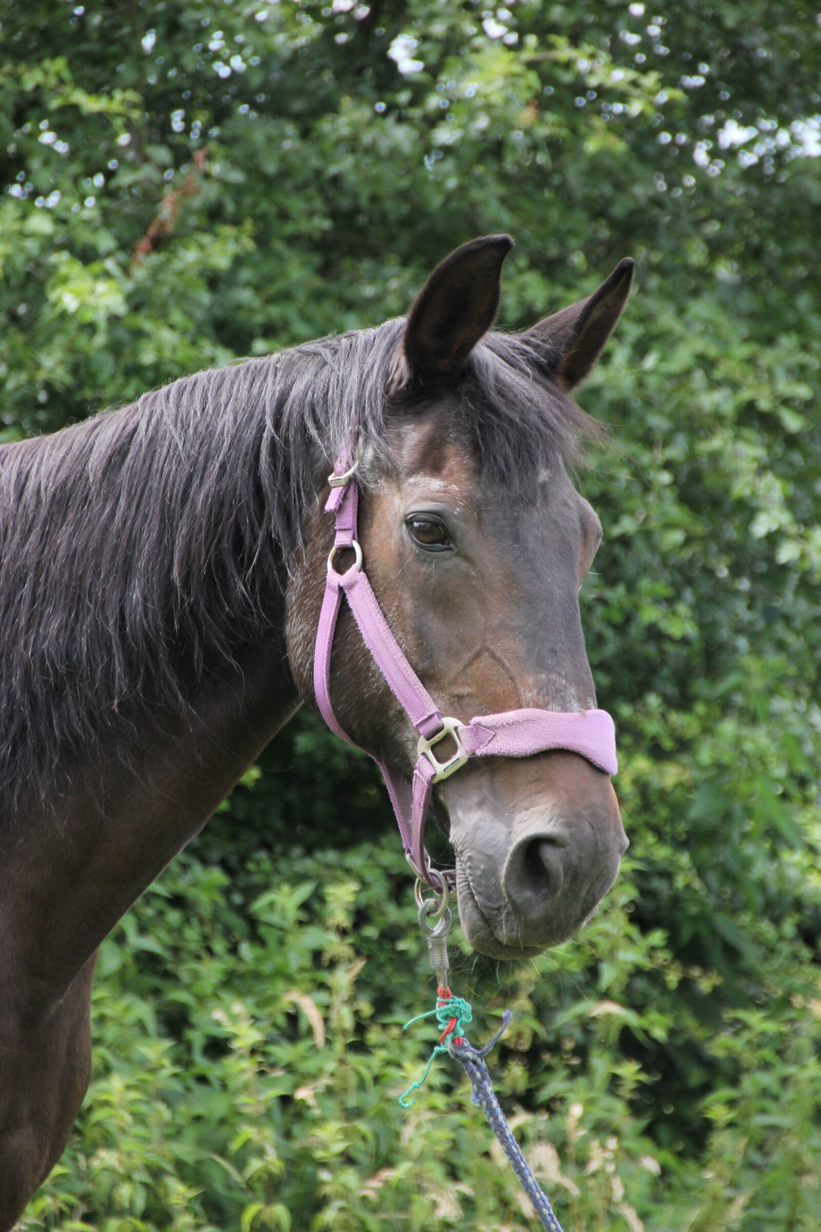 Canon EOS 550D (EOS Rebel T2i / EOS Kiss X4) sample photo. Hanoverian, mare, portrait photography