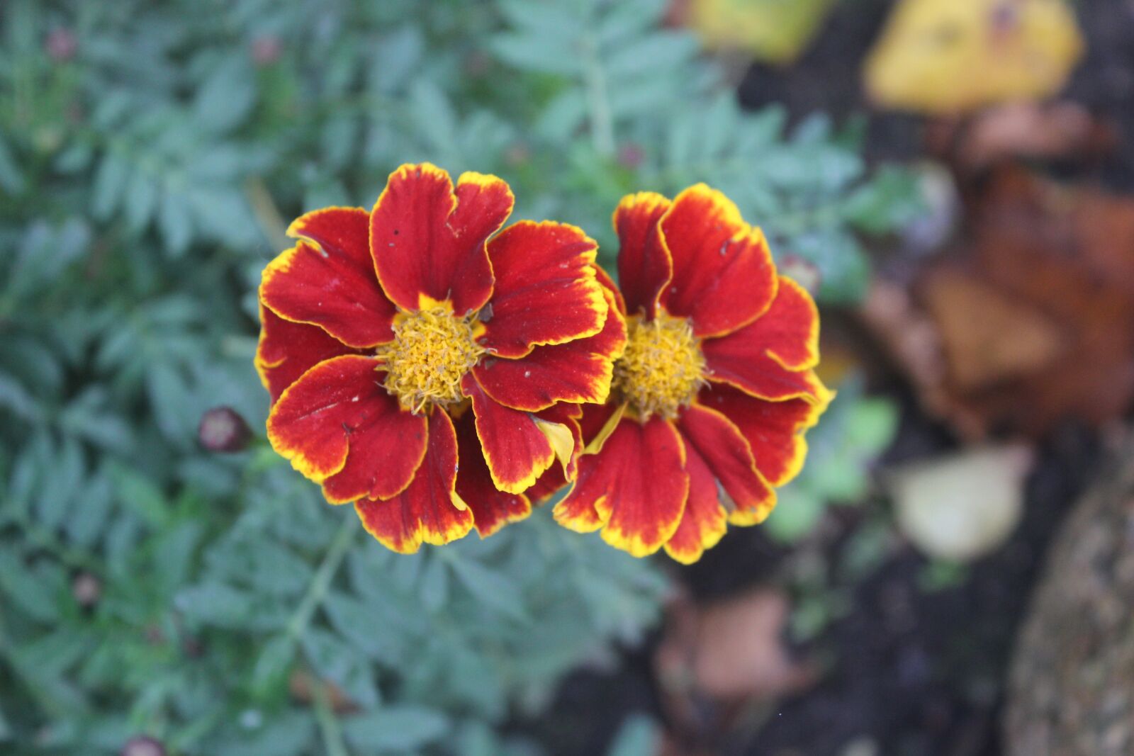 Canon EOS 600D (Rebel EOS T3i / EOS Kiss X5) sample photo. Flower, red, nature photography