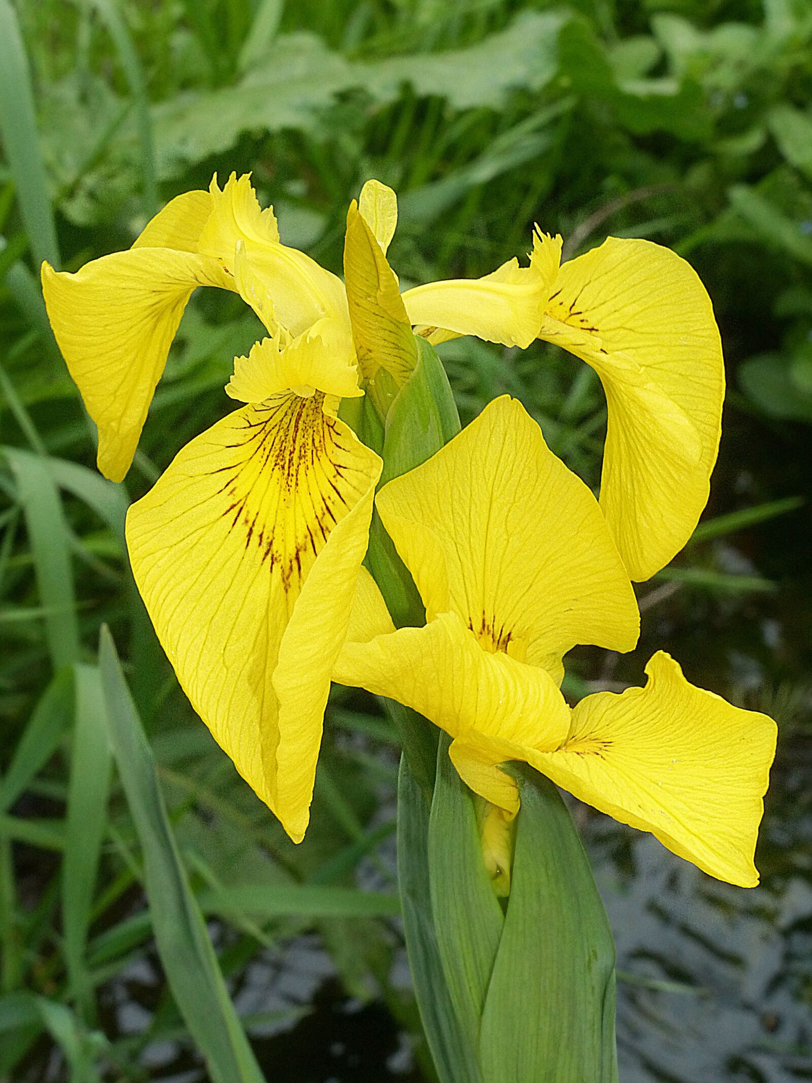 Panasonic Lumix DMC-FZ200 sample photo. Siberian schwertlilie, iris, blossom photography