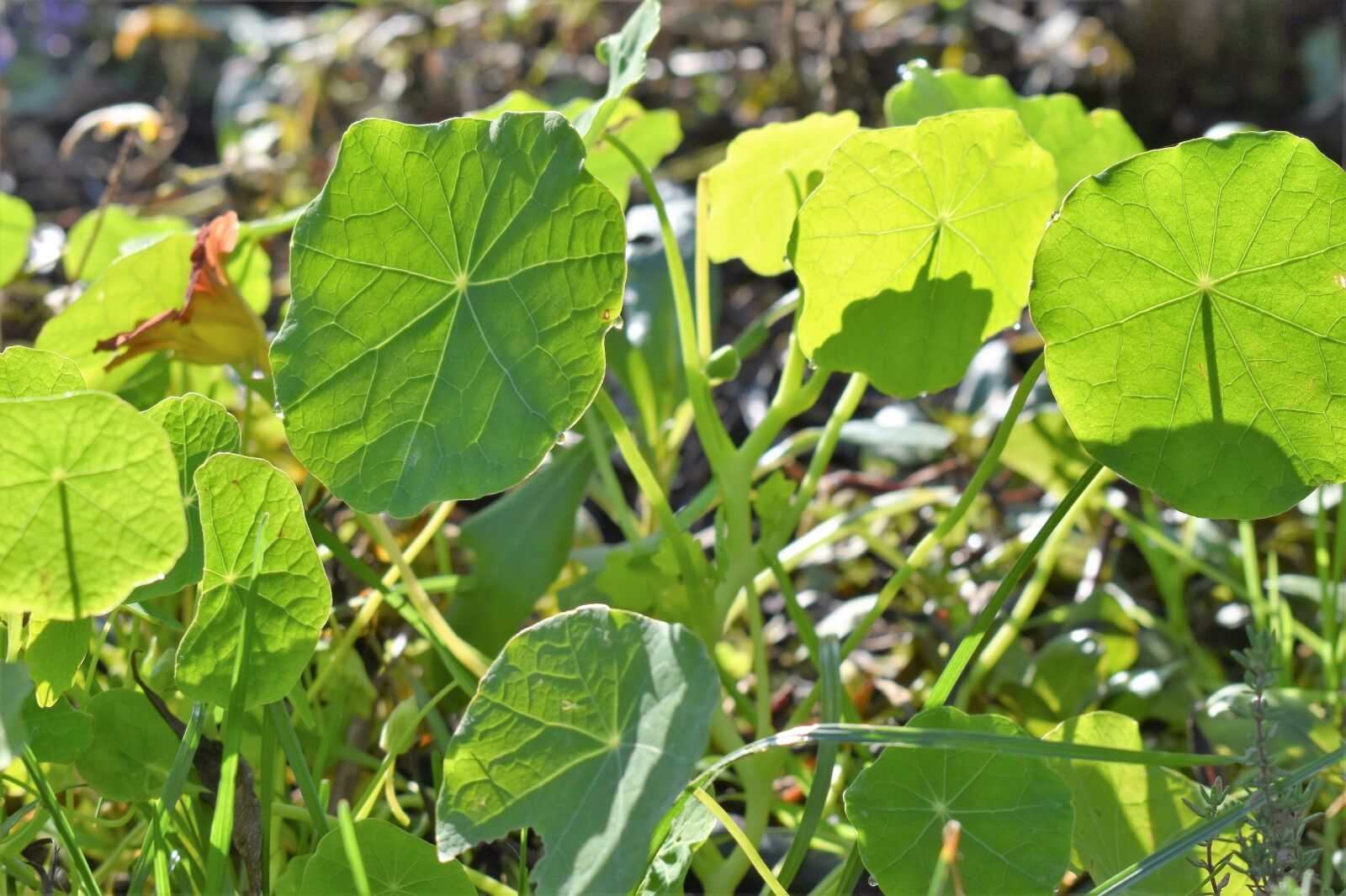 Nikon D5500 sample photo. Green, plant, nature photography