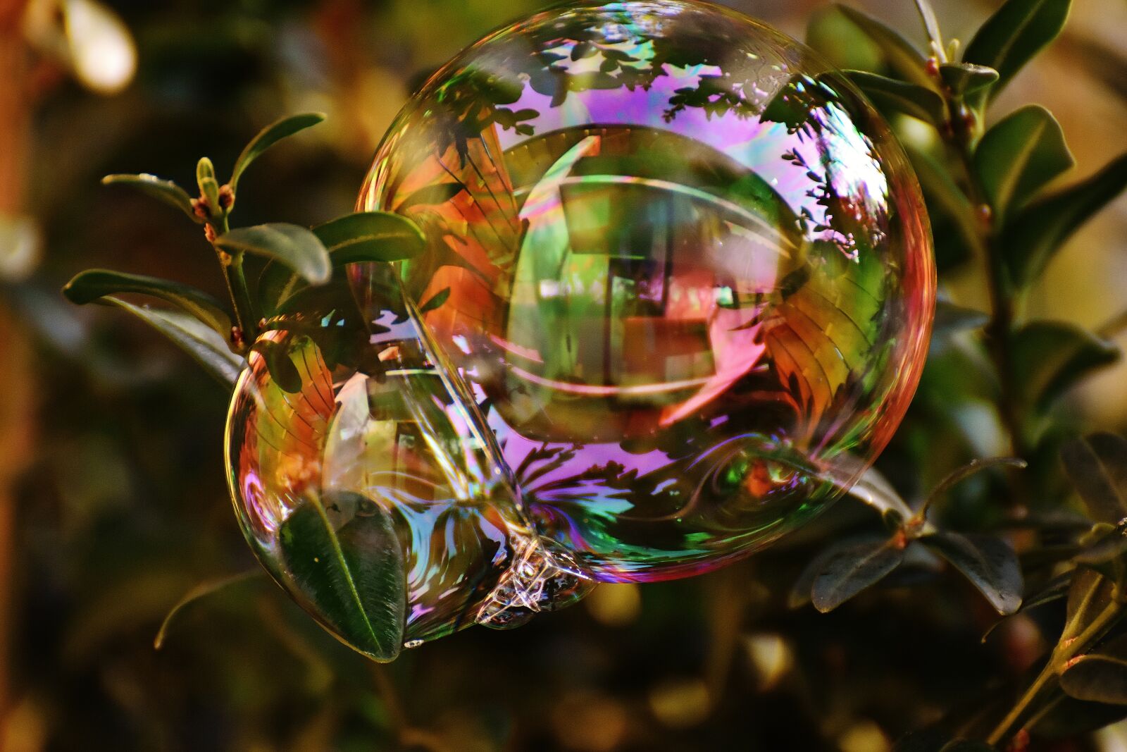 Nikon D7200 sample photo. Soap bubble, colorful, buxbaum photography