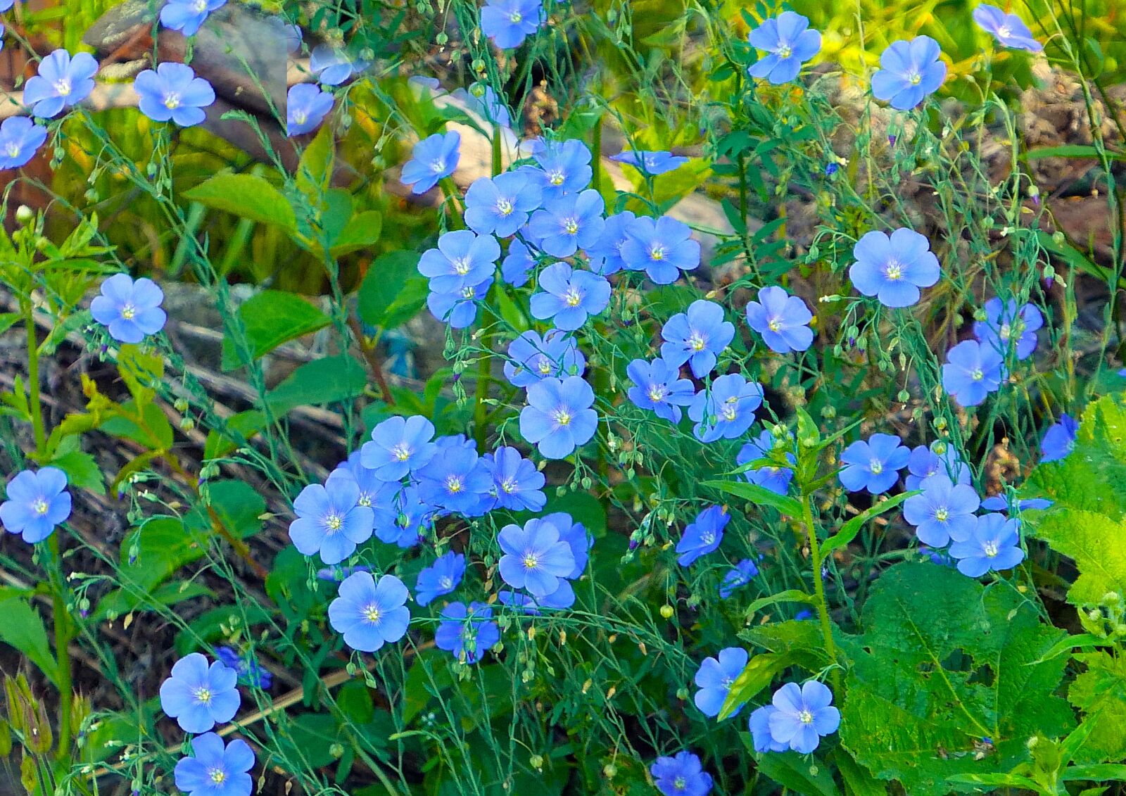 Panasonic Lumix DMC-LX100 sample photo. Nature, plants, flower photography