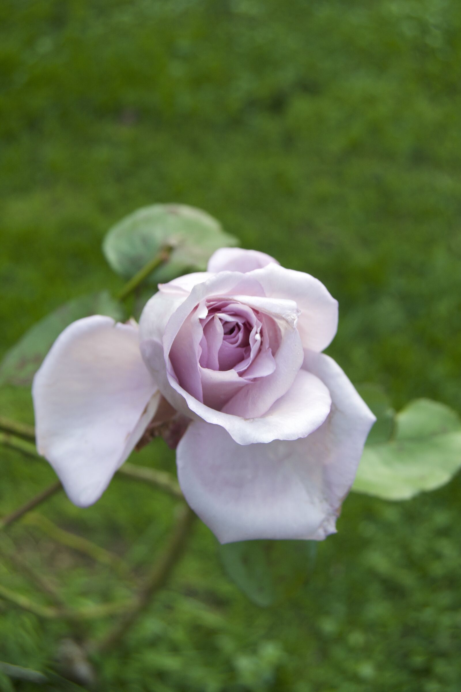 Nikon D3100 sample photo. Rose, purple, romantic photography