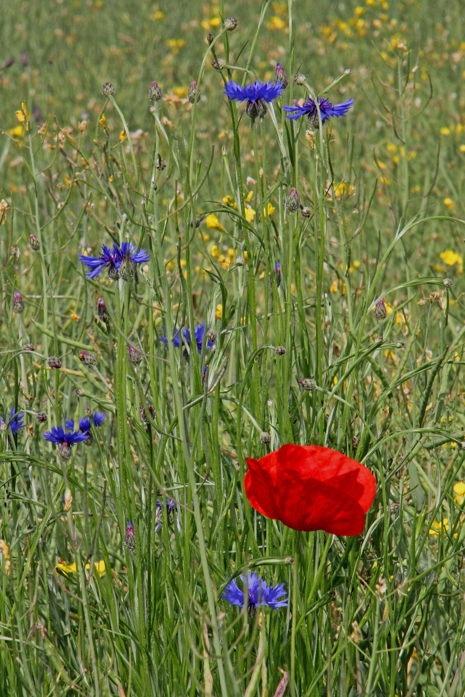 Canon EOS 60D + Tamron 16-300mm F3.5-6.3 Di II VC PZD Macro sample photo. Flowers, flower meadow, poppy photography