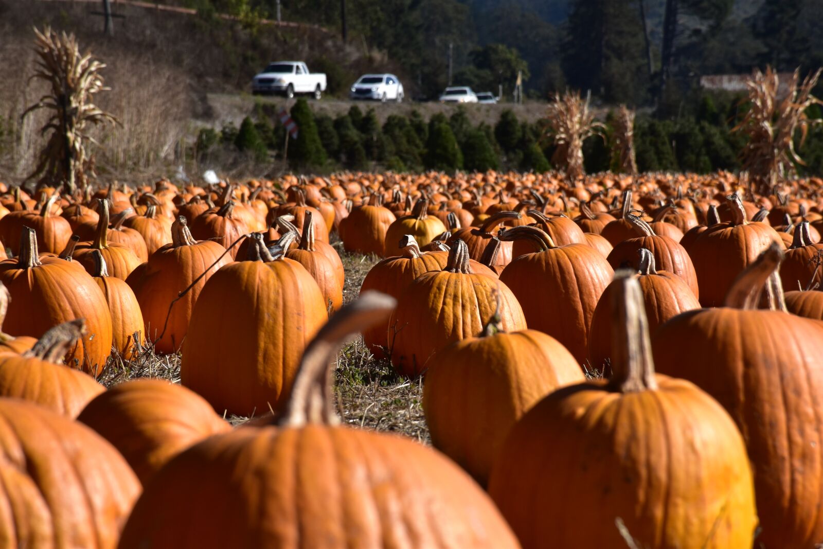 Nikon D5500 sample photo. Pumpkin, autumn, thanksgiving photography
