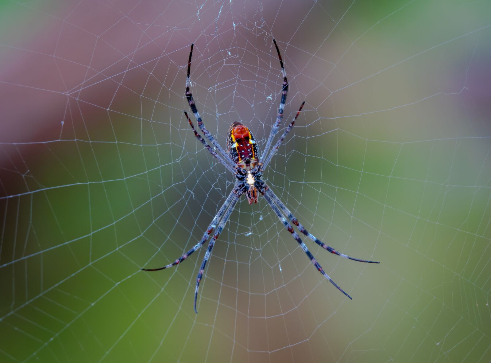 Sony Cyber-shot DSC-RX10 III sample photo. Spider, spiderweb, darwin nt photography