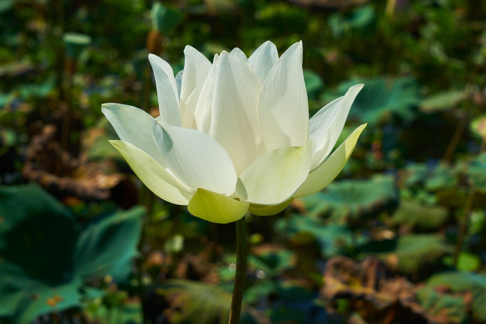 Sony a7R II sample photo. Nature, plant, flower photography