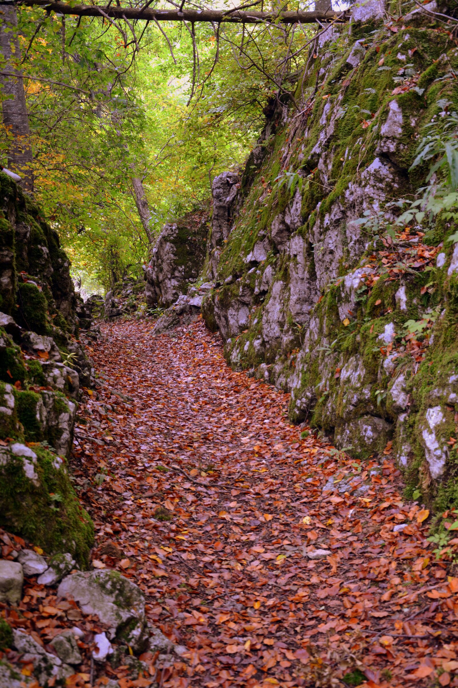 Nikon D7100 sample photo. Trail, stones, autumn photography