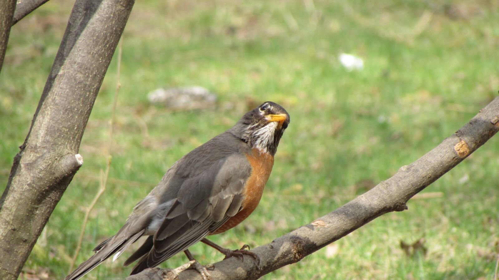 Canon PowerShot SX510 HS sample photo. Bird, nature, animal photography