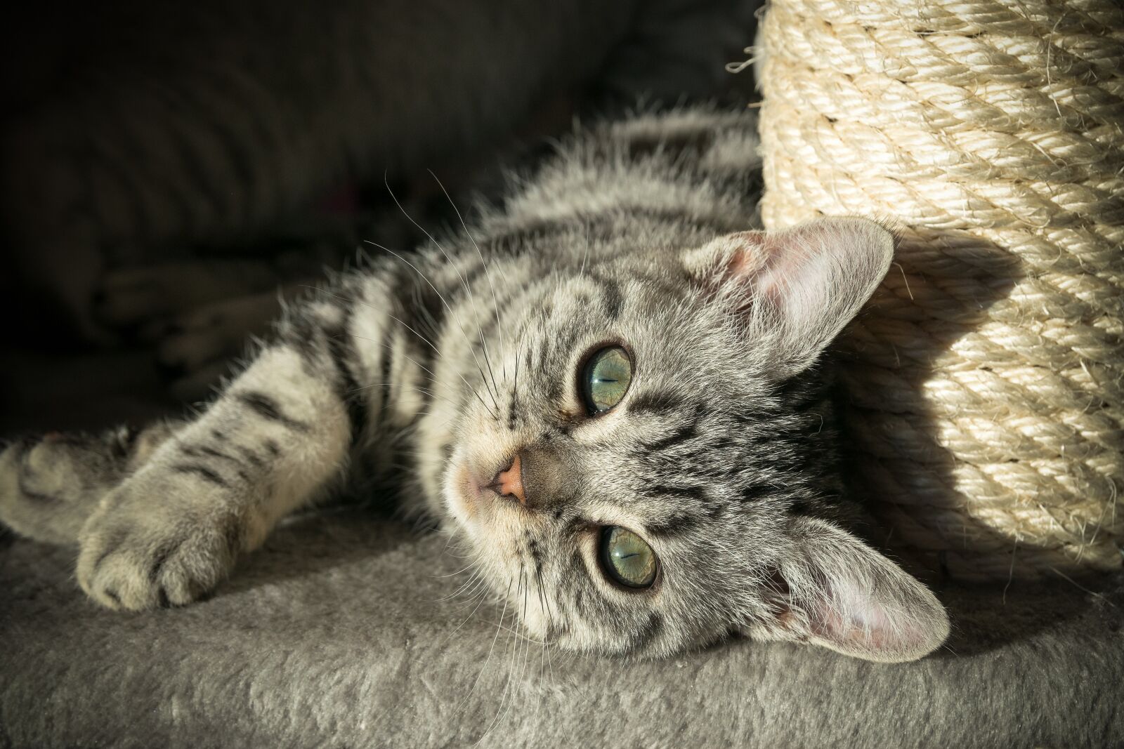Nikon D5300 sample photo. Kitten, british shorthair, pet photography