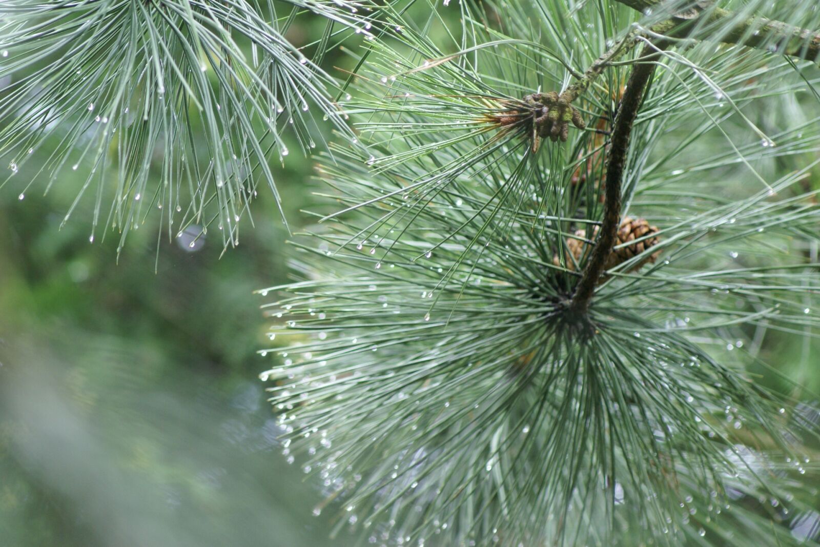 Sony Alpha DSLR-A100 sample photo. Tree, needle, nature photography