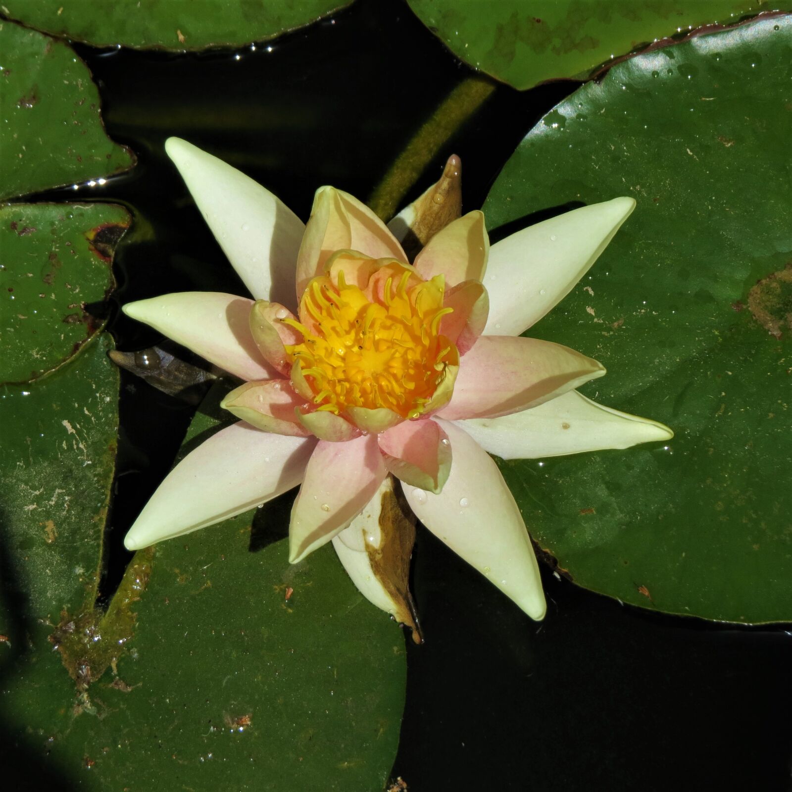 Canon PowerShot SX50 HS sample photo. Lilly pad, yellow, flower photography